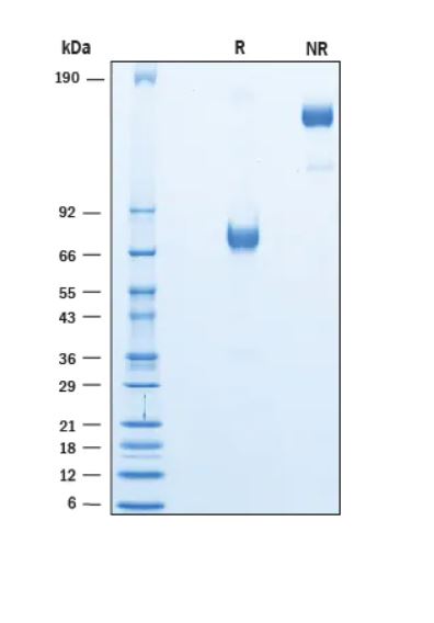 2 μg/lane Protein  was resolved with SDS-PAGE under reducing (R) and non-reducing (NR) conditions and visualized by Coomassie® Blue staining.
